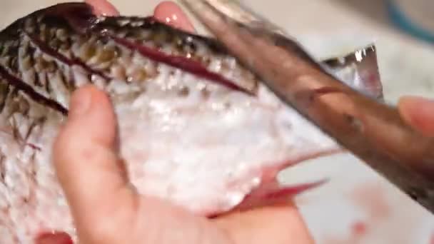 Cucina casalinga. Carpa di pesce di fiume, viene tagliata a pezzi, con coltello da cucina per friggere successiva, sul tagliere sul tavolo della cucina. Primo piano. — Video Stock