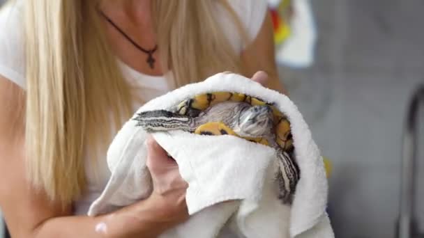 Vrouwelijke Handen Met Rode Oorschildpad Witte Handdoek Het Wassen — Stockvideo