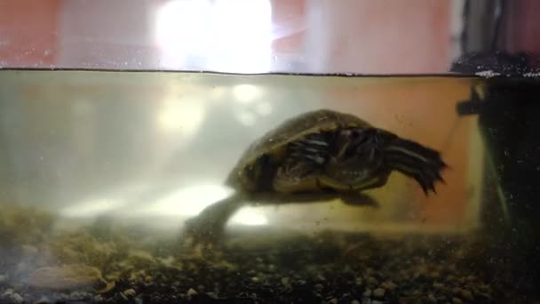 Tortuga Nadando Acuario Mirando Cámara Con Curiosidad Concepto Tortugas Como — Vídeo de stock