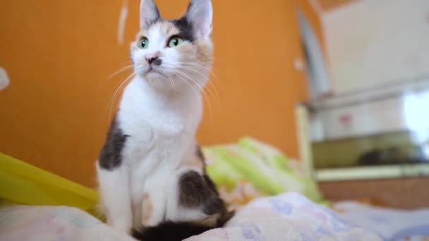 Spotted Tortoiseshell Multi Colored Cat Washed Bed — Stock Video