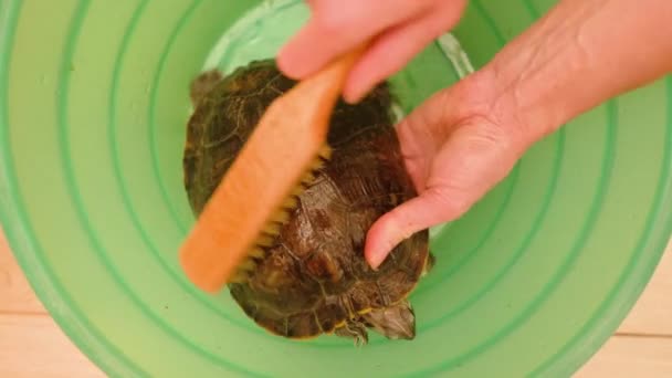 Top View Young Woman Hands Cleaning Tortoise Brush — Stock Video