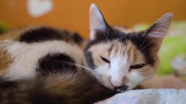Roztomilá Kočka Stočila Klubíčka Zdřímla Přikrývce Posteli Pojem Spánek Dobré — Stock video