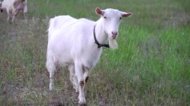Beyaz genç keçi çayırda yeşil ot yiyor.