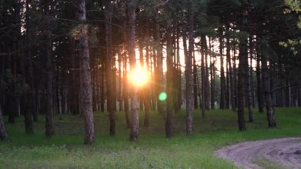 Schöne Natur Unberührter Wald Mit Langen Baumstämmen Und Glitzerndem Sonnenuntergang — Stockvideo
