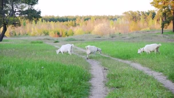 Jeune Chèvre Blanche Mangeant Herbe Verte Dans Prairie — Video