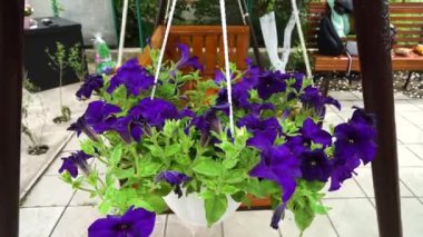 Saksı çiçekleri rüzgarda sallanır arka planda ahşap salıncakta