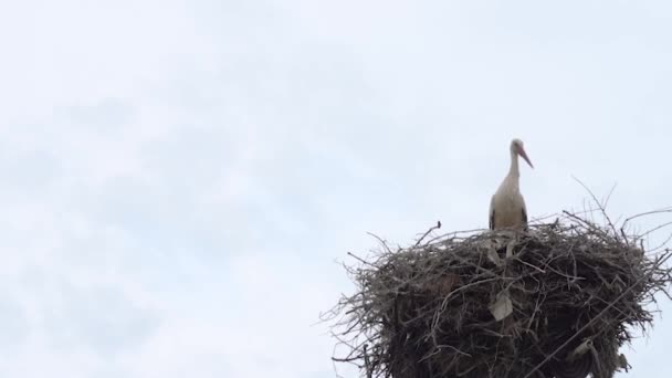 Storch im Nest auf Strommast, Platz für Text — Stockvideo