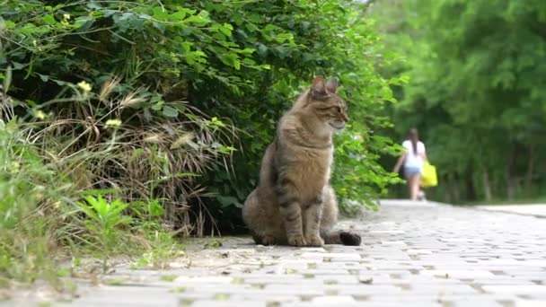 Kočka tiše sedí na chodníku na rozmazaném pozadí lidí — Stock video