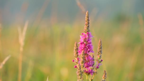 粉色野花在风中的田野里摇曳 — 图库视频影像