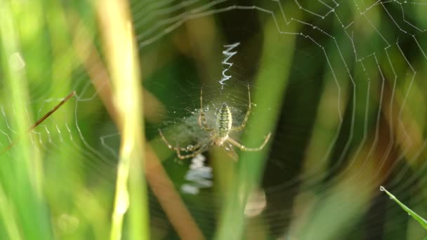 Spider στο διαδίκτυο περιμένει για τη λεία, πράσινο φόντο γρασίδι — Αρχείο Βίντεο