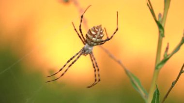 Büyük bir örümcek, parlak bir arkaplanda ağda oturmuş avını bekliyor.