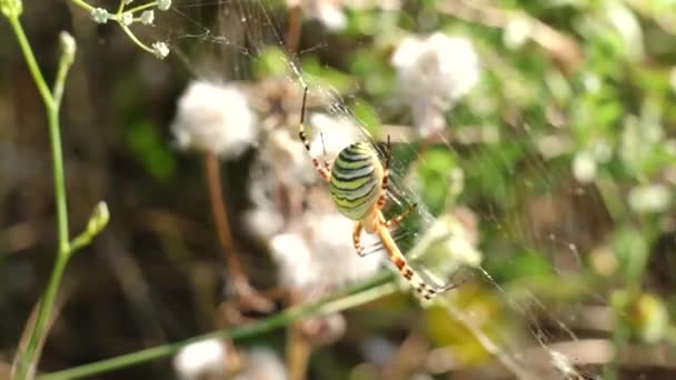 A pók Argiope bruennichi fent van a neten, és hintázik a szélben. — Stock videók