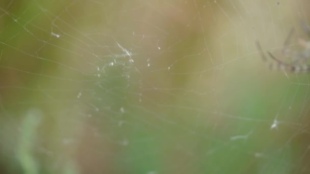 Spider crawled to the middle of the web and prepared to hunt — Stock Video