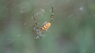 Büyük bir örümcek pençelerini ağda gezdirir.