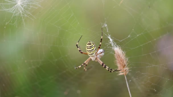Павук Argiope bruennichi знаходиться в Інтернеті і гойдається на вітрі — стокове відео