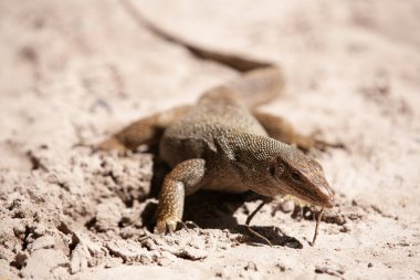 Tayland sahilinde sürünen dev bir kertenkele.