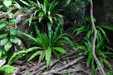 Similan Ulusal Parkı, Tayland 'daki tropik bitkiler