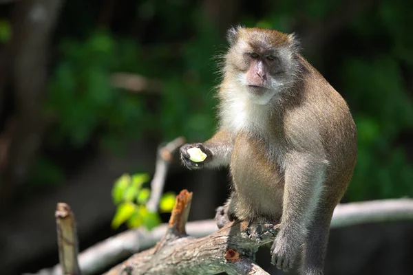 Macaco Sentado Árbol Tailandia Imágenes de stock libres de derechos