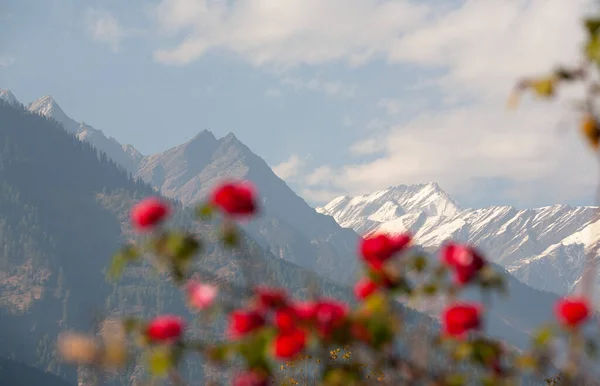 Röda Rosor Mot Bergen Manali Indien — Stockfoto