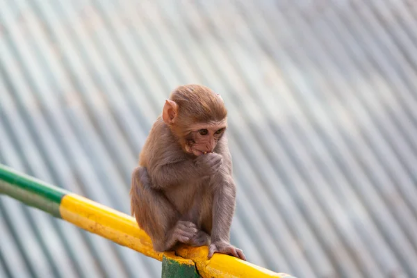 赤ちゃん猿の肖像 ダージリン インド — ストック写真