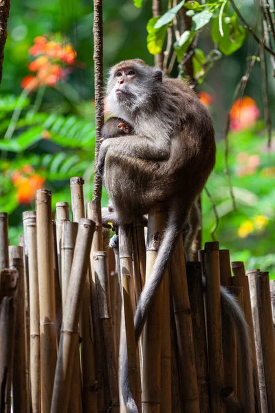 猿の赤ちゃんは竹の柵の上に座って — ストック写真