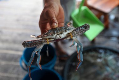 Balıkçı yengeç gösteriyor