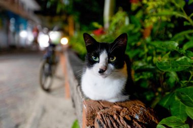 Sokakta çitin üstünde oturan siyah beyaz kedi.