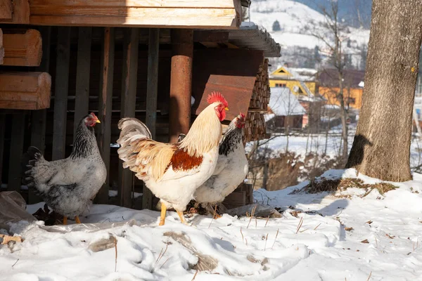 A rooster and hens at the farm in winter