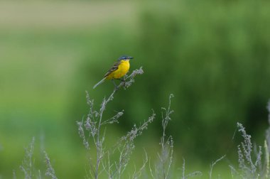Küçük sarı ve mavi kuş çimenlerde oturuyor..
