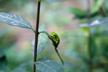 Çim yaprağında küçük yeşil kurbağa