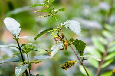 Çim yaprağında küçük yeşil kurbağa