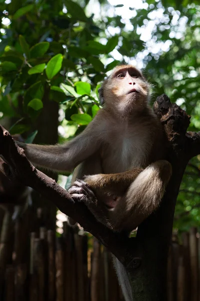 木の上の野生の猿 — ストック写真