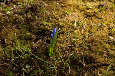 Ormandaki mavi kardamlasına yakın çekim