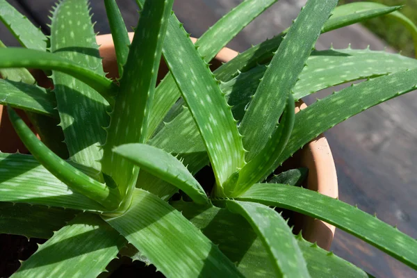 Tenceredeki aloe vera bitkisini kapat.