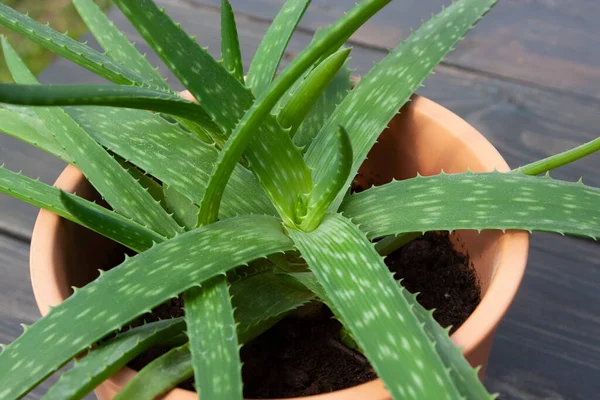 Tenceredeki aloe vera bitkisini kapat.