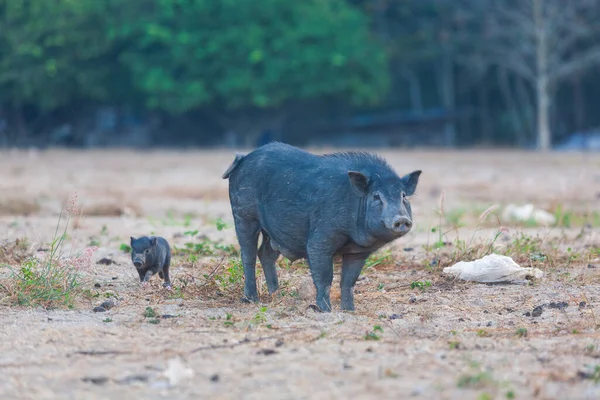 Wild Black Pigs Centre Downtown Phuket Thailand — Stock Photo, Image