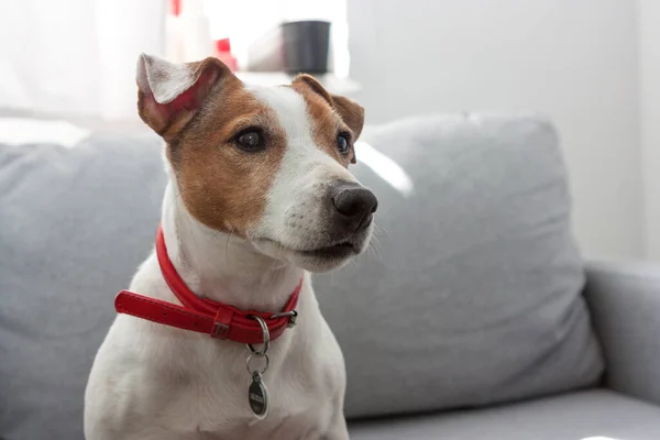 Jack Russel Terrier köpek portresi