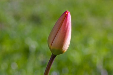 Lale açmaya hazır olana yakın plan