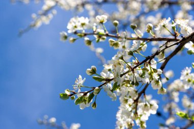 Çiçekli erik ağacı gökyüzüne karşı