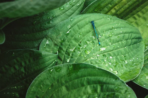 Blauwe Libelle Grote Groene Bladdruppel — Stockfoto