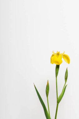 Sade arkaplanda sarı zambak