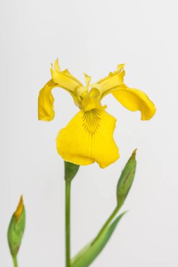 Sade arkaplanda sarı zambak