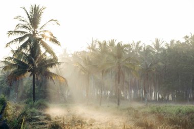 Palmiye ağacından geçen güneş ışığı 