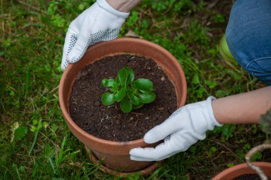 Saksı bitkisi ya da Crassula 'nın bakımı