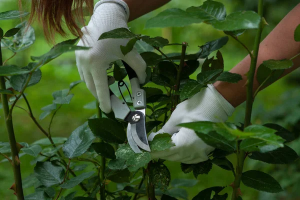 Gardening Rose Care Cutting Damaged Leaves Close — Stock Photo, Image