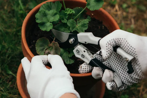 Kadının elleri bahçedeki sardunyaların yapraklarını kesiyor.