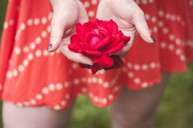 Kırmızı gülün kadın ellerinde yakın çekim