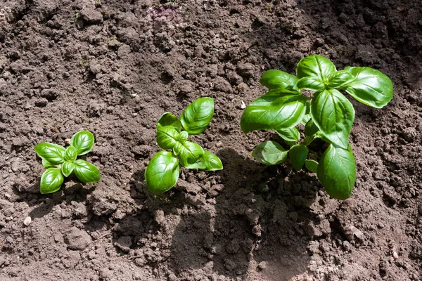 Growing Green Basil Bed — Stock Photo, Image