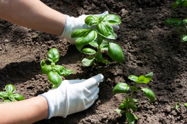 Bahçe yatağında büyüyen yeşil fesleğen