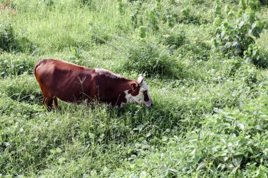 Çayırdaki kahverengi ve beyaz inek 